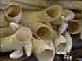 Ivory sale rejected