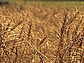 Washington Wheat Field