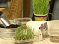 Grow a Quick Pet Treat: Wheatgrass
