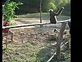 Acrobatic Gibbon in Laos