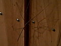 Love in the Wild - Invasion of the Stick Bug
