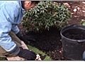 Mulching New Plantings for the Winter