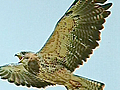 Latest : Hawk attack : CTV Edmonton: Scott Roberts on the hawk attacks