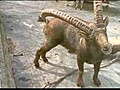 Ibex Scratches His Butt