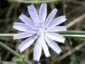 Hundreds of Cyprus plant species - go out and see them