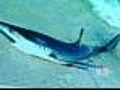 Shark At Jersey Shore Forces Swimmers Out Of Water