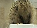 VIDEO: Plea to save the hedgehog population