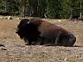 Royalty Free Stock Video HD Footage Buffalo Stands Up in a Field in Grand Teton National Park