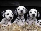 Seeing spots? Dalmatian delivers 16 pups