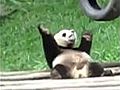 La danse du panda