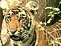 K’taka: Protests against tiger reserve