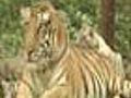 Captive breeding of tigers raises debate