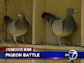 Community fight over a pigeon coop