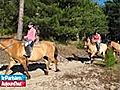 Randonnée à cheval en Baie de Somme