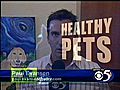 Diabetes In Pets