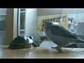 Jealous Bird Vs. Turtle