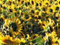 HD: Sunflowers at sunset (video)