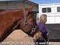 How To Load Your Horse Into a Trailer