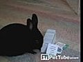 Magic Bunny Can Pick Your Card