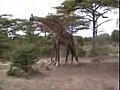 GIRAFFE FIGHT