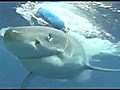 Shark Busts Through Cage