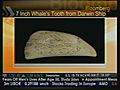 7 Inch Whale’s Tooth From Darwin Ship