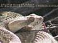 Rattlesnake (Mojave) in the Wild (BEST)