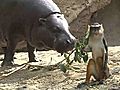 Pygmy Hippos and Guenons