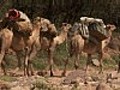 Kenya Camel Trek Saves Human Lives