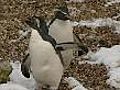 London’s penguins&#039; first snow