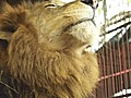 Lions Airlifted to Safety