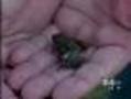 Child Finds 6-Leg Frog On Farmer's Land