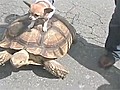 Chihuahua Rides A Tortoise