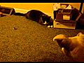 Dog and Cat play Hide n Seek