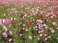 Cosmos Flowers Stock Footage