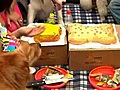 China opens first dog food bakery