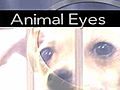 Animal Eyes: She’s spayed/neutered 50,000 + animals (graphic surgery video)