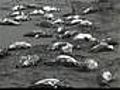 800 pingüinos muertos en una playa de Chile