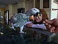 Pets 101: Parrots