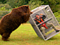 Brown Bear Attack