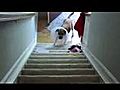 Dog With A Collar Vs Stairs