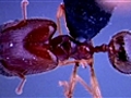 Lord of the Ants