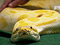 Fatal Attractions: Man With 40 Snakes