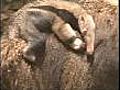 Rare baby anteater wows zoo