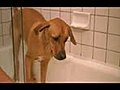 Ameriquest : How to dry a dog