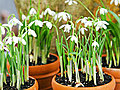 Spring-Blooming Snowdrop Plants