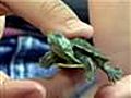 Girl reunited with turtle tossed in airline flap