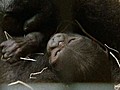 CUTE Baby Gorilla