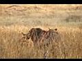 Okavango Drama