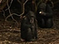 Rare video of grieving chimps